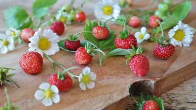 草莓 野草莓 雏菊 静物 关闭 可爱的 水果 浆果 红色的