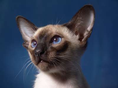猫 暹罗 肖像 猫宝宝 小猫 蓝眼睛 头发 爪子 动物 纯种