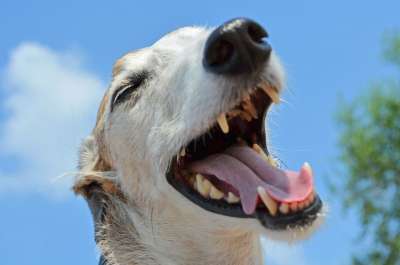 狗 动物 灵缇犬 西班牙灵缇犬 鼻子 牙齿 齿 狗的鼻子 狗笑