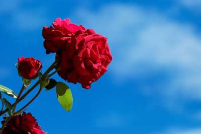 玫瑰 花朵 天空 红玫瑰 红色花 花瓣 红色花瓣 植物群 花艺
