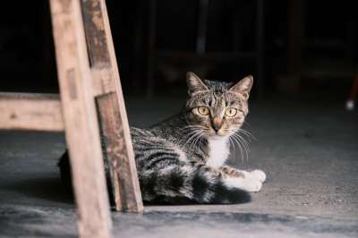动物 猫 哺乳动物 猫科动物 宠物 小猫 猫 猫 猫 猫 猫