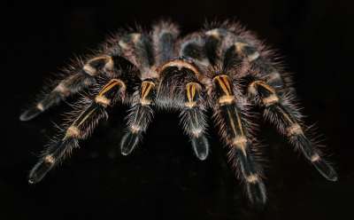 狼蛛 蜘蛛 昆虫 Grammostola Ul 异国情调 毛茸茸