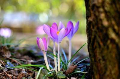 番红花 大器晚成 春天 自然 花 紫色 春天的开始 春天的预兆