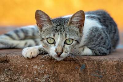 动物 猫 哺乳动物 宠物 猫科动物 毛皮 小猫 基蒂