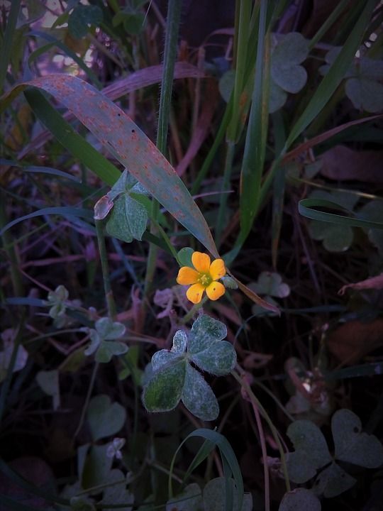 美丽的花 美丽的花朵 花床 盛开的花朵 花植物 鸟类的天堂花