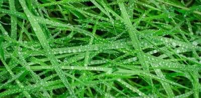 绿色 草 湿的 滴 雨 水 质地 绿水 绿色的雨 绿色纹理
