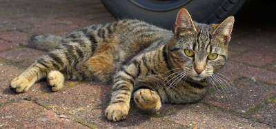 猫 家猫 女性 家畜 鲭鱼 小猫 亲爱的 虎猫 关闭 肖像