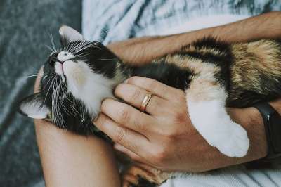 猫 宠物 关心 小猫 动物 国内的猫 猫科动物 哺乳动物 可爱的