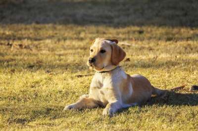 狗 小狗 宠物 金毛猎犬 动物 年轻的狗 家犬 犬类 哺乳动物