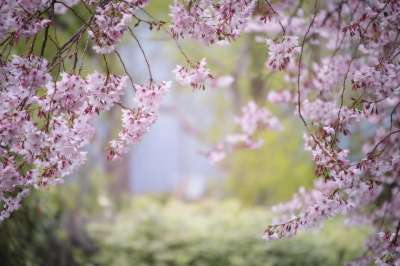 花朵 树 樱花 植物学 植物 生长 特写 盛开 开花 春天