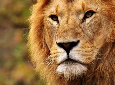 狮子 捕食者 危险的 鬃毛 大猫 男性 动物园 野生动物 非洲