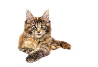 猫 动物 家畜 缅因浣熊 Mainecoon