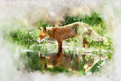 狐狸 水彩 动物 自然 卡通片 画画 森林