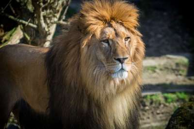 狮子 大猫 动物园 男性 非洲 猫