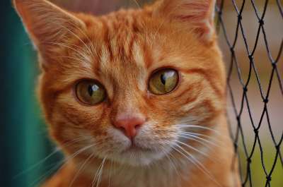 猫 宿醉 红色的 可爱的 鲭鱼 老虎 舒适 动物 家猫 毛皮