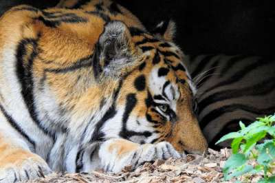 老虎 西伯利亚虎 大猫 捕食者 优美 动物园