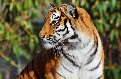 老虎 大猫 捕食者 野猫 虎头 舌头 危险的 高贵 大华
