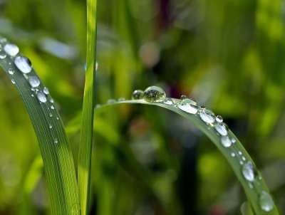 滴 草 雨滴 水滴 绿色 露滴 潮湿 自然 露 特写 湿的