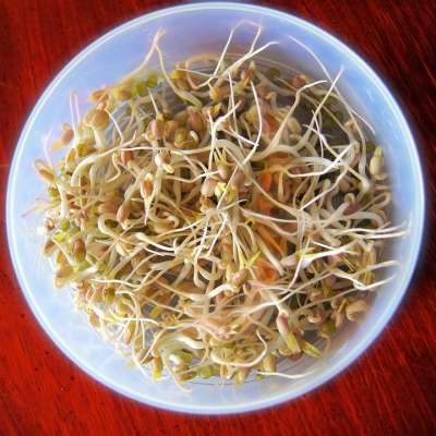 豆芽 发芽 食物 有机的 健康 蔬菜 亚洲人 新鲜的 饮食