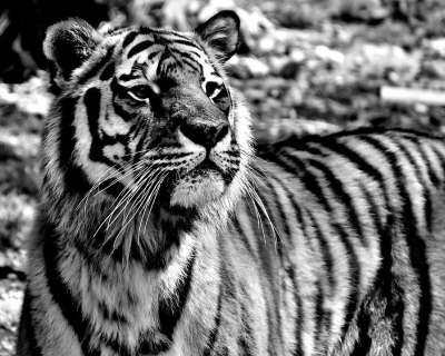 老虎 捕食者 危险的 Tierpark Hellabrunn