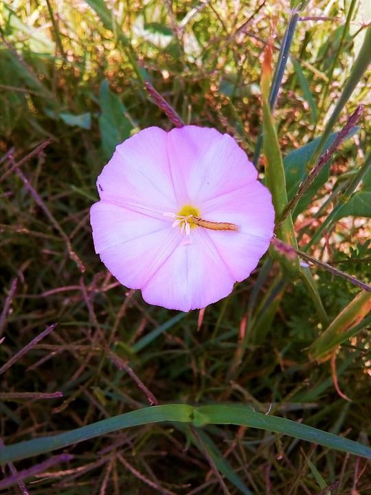 美丽的花 美丽的花朵 花床 盛开的花朵 花植物 鸟类的天堂花
