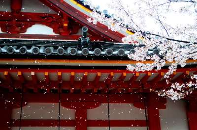 高清壁纸 春天 风 花瓣 樱花 亚洲 墙纸 雪花 樱花 樱花