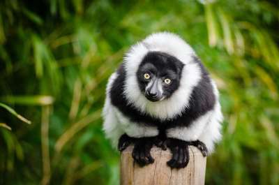 动物 狐猴 哺乳动物 马达加斯加 物种 动物群 野生动物