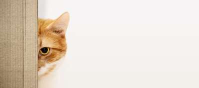 猫 脸 纸板 有趣的 一半 隐藏 可爱的 手表 复制空间 耳朵