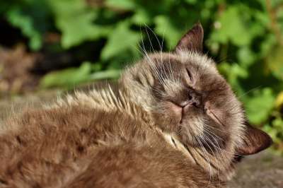 品种猫 猫 纯种 英国 短发 家猫 可爱的