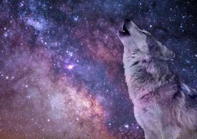 星系 夜晚 神秘 星空 狼 情绪 捕食者 嗥 艺术