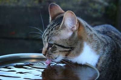 猫 小猫 喝 水 鲭鱼 家猫 大花猫