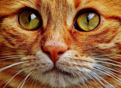 猫 宿醉 红色的 可爱的 鲭鱼 老虎 舒适 动物 家猫 毛皮