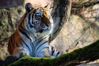 动物 老虎 哺乳动物 物种 动物群 野生动物 捕食者 大猫 荒野