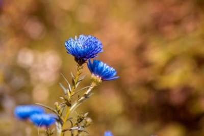 Asters 赫布斯塔斯特恩 秋天的紫苑 蓝色的 蓝色紫苑 自然