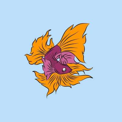 斗鱼 暹罗斗鱼 鱼 动物 宠物 水族馆