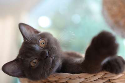 猫 小猫 猫脸 猫眼 肖像 家猫 可爱的 俏皮的 幼兽 看法