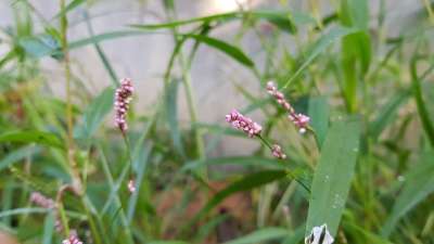 由转 花 野花 小的 粉红色 漂亮的 小 粉色的 草 花草