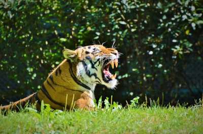 老虎 大猫 猫 野猫 危险的 动物园 蒂尔加滕