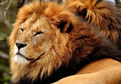 狮子 捕食者 危险的 鬃毛 大猫 男性 动物园 野生动物 非洲