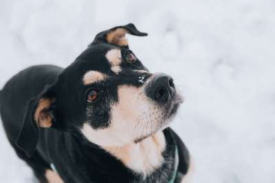 动物 犬类 狗 冬天 哺乳动物 宠物