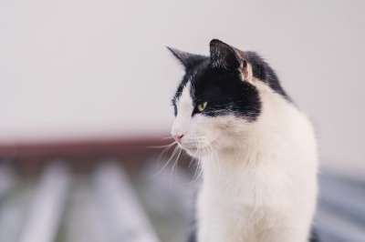 动物 猫 哺乳动物 猫科动物 宠物 基蒂 胡须