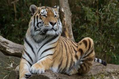 老虎 困 动物园 野猫 可爱的