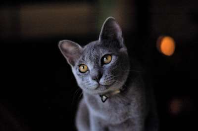 俄罗斯蓝猫 猫 宠物 灰猫 动物 国内的 杂交种 猫科动物