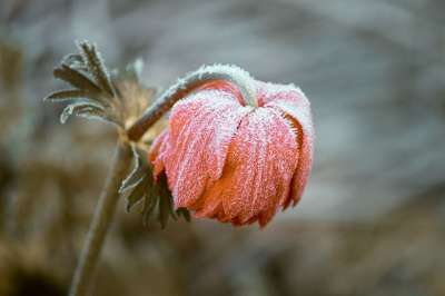 白头翁 花 霜 冰 冻结 雪 冬天 粉红色的花 花瓣 盛开