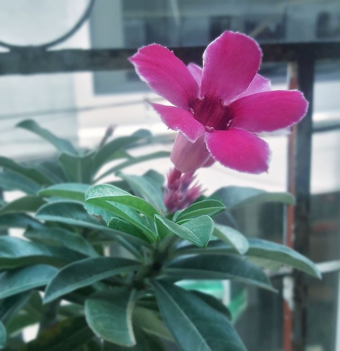 瓷花 花草 有天赋的人