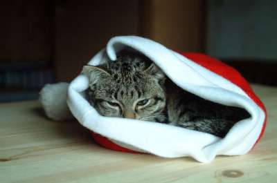 圣诞帽 猫 动物 猫看 家畜 猫头 猫科动物
