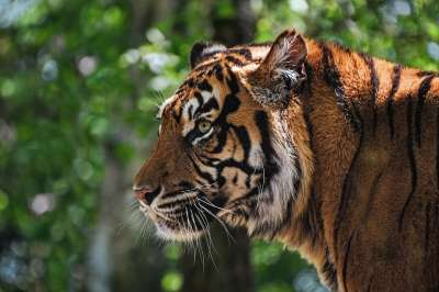 老虎 黄褐色 头 外形 动物 荒野 猫科动物 猫 野生猫