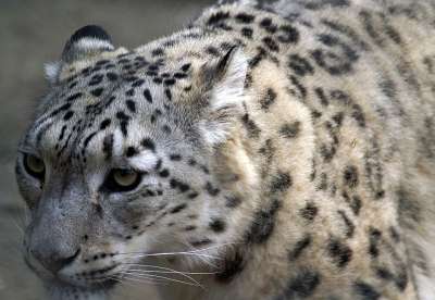 雪豹 关闭 轮廓 猫 大猫 威胁 动物 肖像