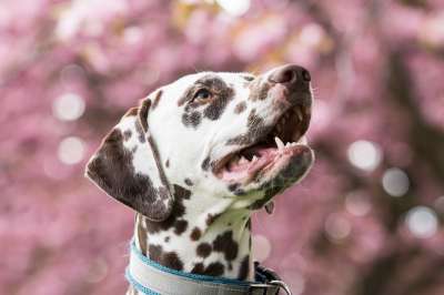 达尔马提亚 狗 宠物 头 鼻子 动物 家犬 犬类 哺乳动物