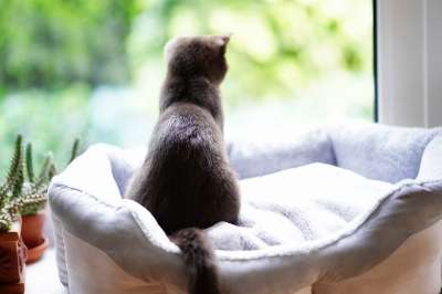 英国短毛猫 猫 窗户 窗台 轻松 好奇的 家畜 驯化 自在